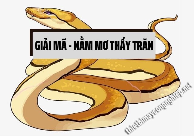 Mơ Thấy Con Trăn - Giấc Mơ Bí Ẩn Và Những Điềm Báo